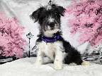 Willie, Terrier (unknown Type, Small) For Adoption In Greensburg, Pennsylvania