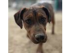 Gonzo, Labrador Retriever For Adoption In Langley, British Columbia