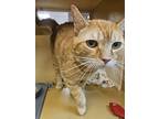 Ginger Snap, Domestic Shorthair For Adoption In Bowling Green, Kentucky