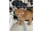Harrison (a139821), Domestic Shorthair For Adoption In Bowling Green, Kentucky