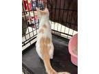 Creamsicle, Domestic Shorthair For Adoption In West Bloomfield, Michigan
