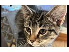 Frisky, Domestic Shorthair For Adoption In Bowling Green, Kentucky