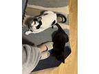 Michelle And Pearl, Domestic Shorthair For Adoption In Brooklyn, New York