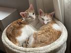 Enzo And Fabrizio, Domestic Shorthair For Adoption In New York, New York