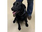 Rake, Labrador Retriever For Adoption In Covington, Georgia