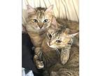 Pixie And Meadow, Domestic Shorthair For Adoption In Amherst, Massachusetts