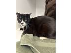 Monroe, Domestic Shorthair For Adoption In Creston, British Columbia