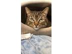 Chase, Domestic Shorthair For Adoption In Grants Pass, Oregon