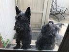 Hogan Wags, Scottie, Scottish Terrier For Adoption In Southampton, Pennsylvania