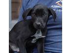 Tina's 8 Brock/jack, Labrador Retriever For Adoption In Chantilly, Virginia