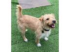 Wrangler, Terrier (unknown Type, Small) For Adoption In Fallbrook, California