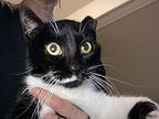 Salvadora, Domestic Shorthair For Adoption In Ferndale, Michigan