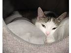 Lilith, Domestic Shorthair For Adoption In Toronto, Ontario