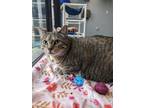 Stewy, Domestic Shorthair For Adoption In Eau Claire, Wisconsin