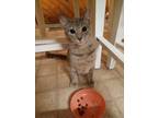 Sheldon 'shelly', Domestic Shorthair For Adoption In Eau Claire, Wisconsin