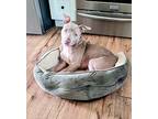 Radley, American Pit Bull Terrier For Adoption In Norristown, Pennsylvania