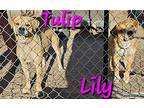 Lily, American Pit Bull Terrier For Adoption In Willcox, Arizona