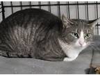 Pauley, Domestic Shorthair For Adoption In St. Louis, Missouri