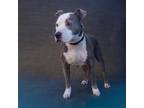 Xena, American Pit Bull Terrier For Adoption In Palm Springs, California