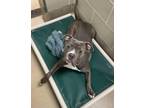 Cheese Fries American Pit Bull Terrier Adult Male