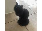 Hunter FI C2024 in MS Domestic Longhair Young Male