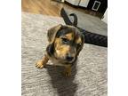 (ba) Lacie Mixed Breed (Medium) Puppy Female