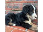 Mutt Puppy for sale in Pineville, KY, USA