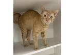 O'Hare Domestic Shorthair Young Male