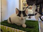 Dublin Domestic Shorthair Kitten Male
