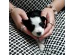 Schnauzer (Miniature) Puppy for sale in Leesburg, VA, USA