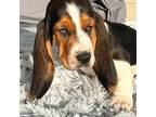 Basset Hound Puppy for sale in Custer, MI, USA