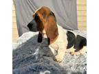 Basset Hound Puppy for sale in Custer, MI, USA