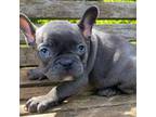 French Bulldog Puppy for sale in Lynnwood, WA, USA