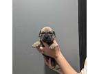 Cane Corso Puppy for sale in Villa Rica, GA, USA