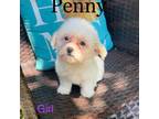 Maltipoo Puppy for sale in Dundalk, MD, USA