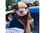 Olde English Bulldogge Puppy for sale in Bethesda, MD, USA