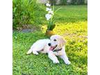 Golden Retriever Puppy for sale in Kissimmee, FL, USA