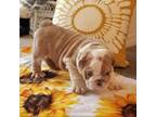 Bulldog Puppy for sale in Glen Saint Mary, FL, USA