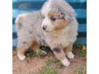 Miniature Australian Shepherd Puppy for sale in Luttrell, TN, USA