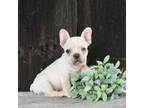 French Bulldog Puppy for sale in Dundee, OH, USA