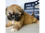 Shih Tzu Puppy for sale in New Haven, IN, USA