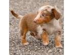 Dachshund Puppy for sale in New Haven, IN, USA