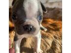 Boston Terrier Puppy for sale in Livingston, CA, USA