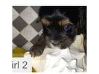 Girl 2 AKC Yorkie