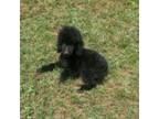 Poodle (Toy) Puppy for sale in Dallas, TX, USA