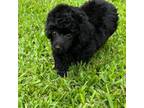 Poodle (Toy) Puppy for sale in Arlington, TX, USA