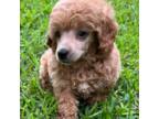 Poodle (Toy) Puppy for sale in Arlington, TX, USA