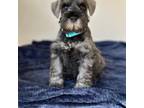 Schnauzer (Miniature) Puppy for sale in Murrieta, CA, USA