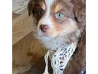 Australian Shepherd Puppy for sale in Visalia, CA, USA
