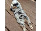 Miniature Australian Shepherd Puppy for sale in Luttrell, TN, USA